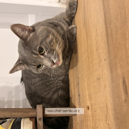 Photo of a cat found in Lachute