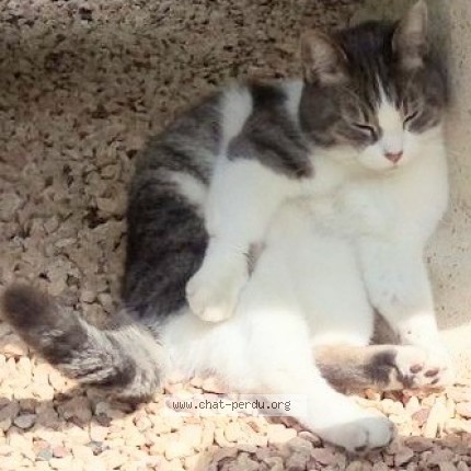 Photo of a cat found in Ailly Sur Somme