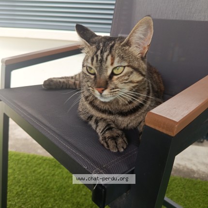 Photo of a cat found in Jurancon