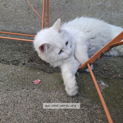 Photo of a cat found in Beaugency