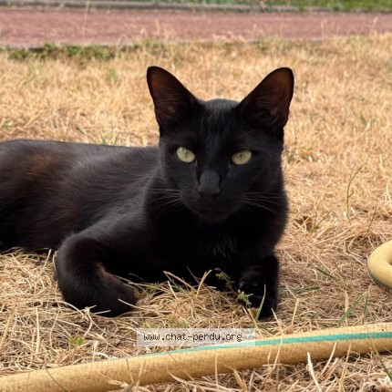 Photo of a cat found in La Chaussee Saint Victor