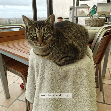 Foto van vermiste kat in Bellecourt