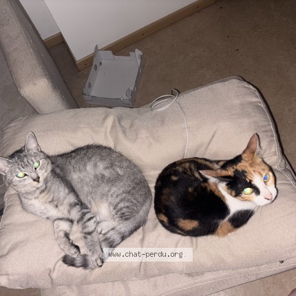 Foto 1/1 bianca Kat vermist in Nismes