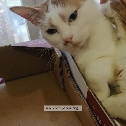 Photo of a cat found in Drancy