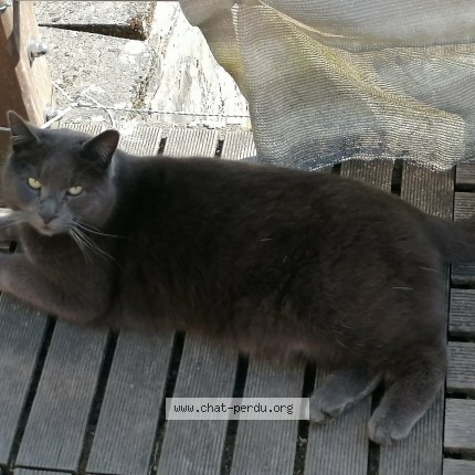Foto 1/1 Oscar Kat vermist in Gouvy