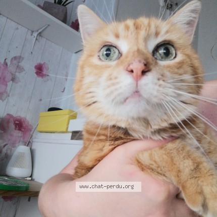 Foto einer wiedergefundenen Katze in Lille