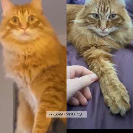 Photo of a cat found in Rouen