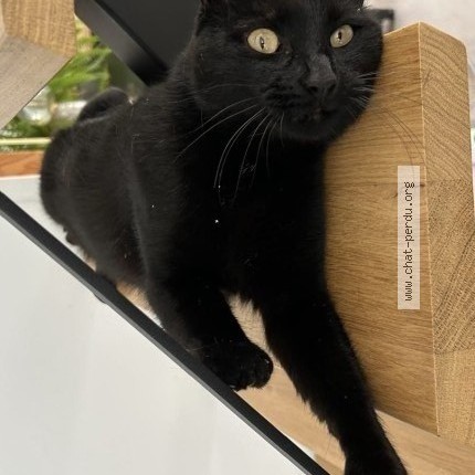 Photo of a cat found in Voisins Le Bretonneux