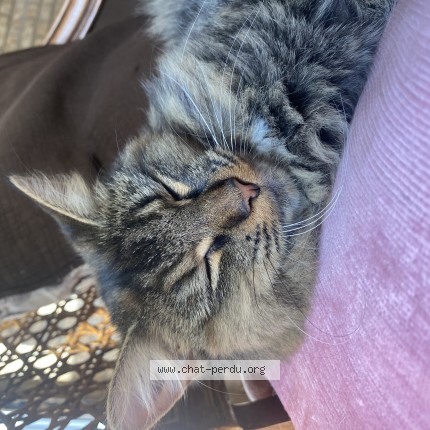 Photo 1/1 mitaine Cat lost in St Etienne Des Gres