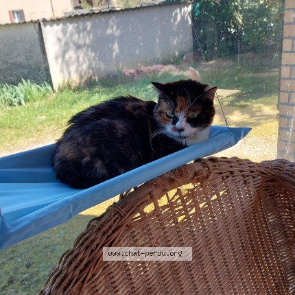 Photo of a cat found in Graulhet