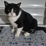 Don Gato
