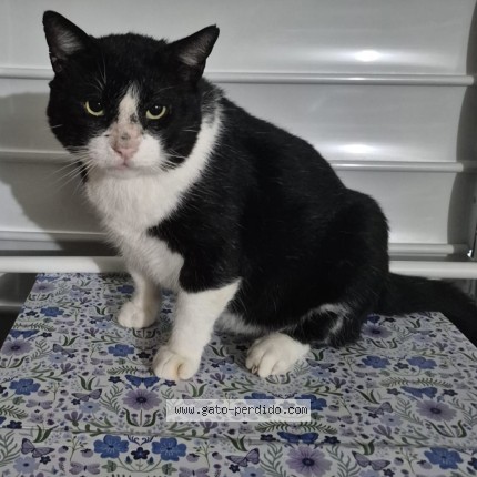 Photo 1/1 Don Gato Cat lost in Yauco