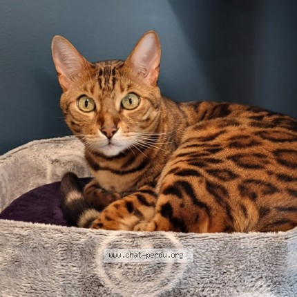 Photo 1/1 Coulson Cat lost in Quebec