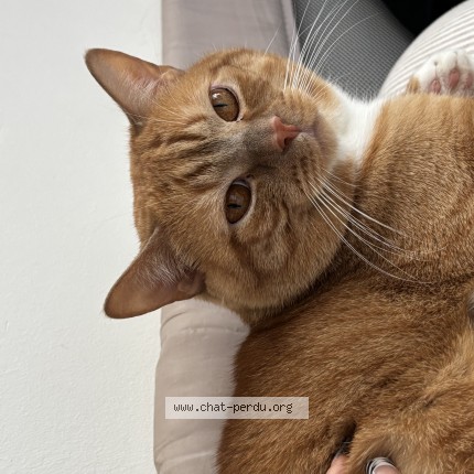 Foto 1/1 Keiko Kat vermist in Bruxelles