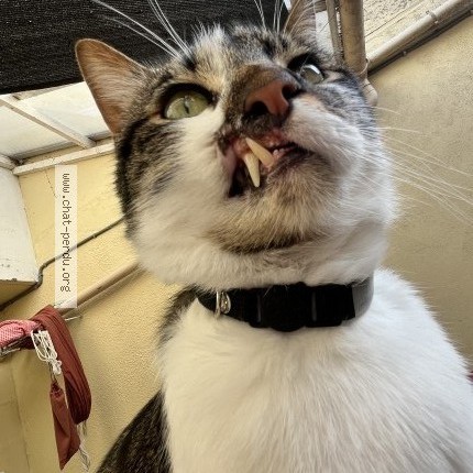 Foto einer wiedergefundenen Katze in Nantes