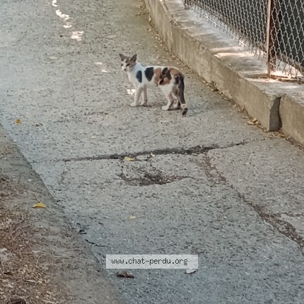 Photo of a cat found in Montpellier