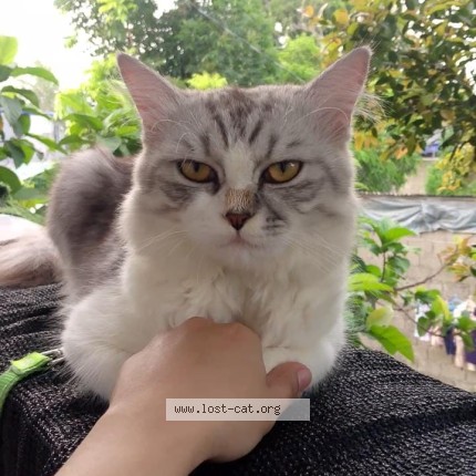 Foto einer wiedergefundenen Katze in Laguna
