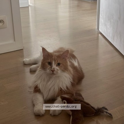 Foto 1/1 Dookie Kat vermist in Bruxelles