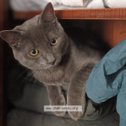 Foto einer wiedergefundenen Katze in Paris
