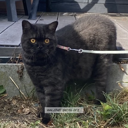 Foto 1/1 Tao Kat vermist in Flenu