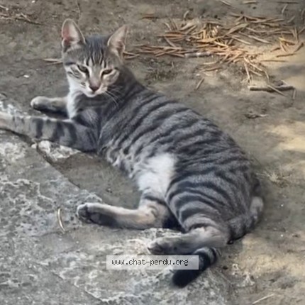 Photo of a cat found in Rochefort Du Gard