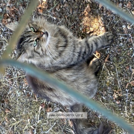 Foto einer wiedergefundenen Katze in Dammarie Sur Loing