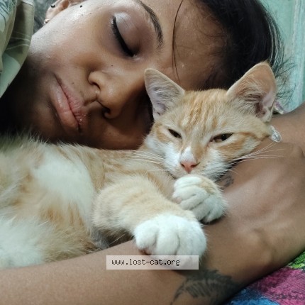 Photo 1/1 Aaru Cat lost in Getanamalee Sirupuzhal