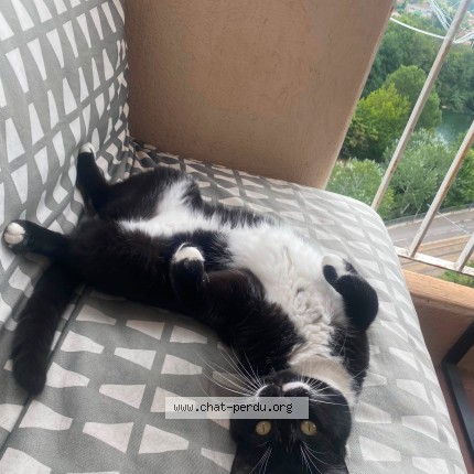 Photo of a cat found in Montpellier