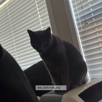 Photo 1/1 vanya Cat lost in Calgary