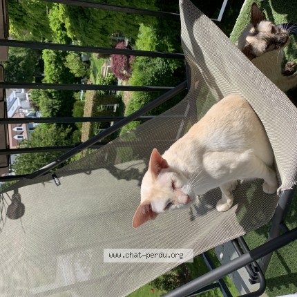 Photo of a cat found in Lezardrieux