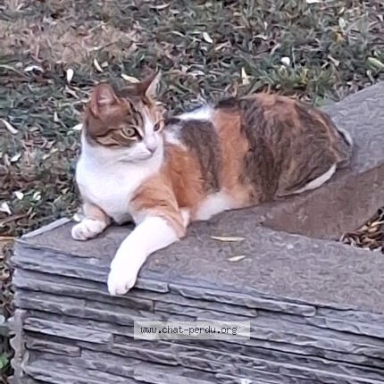 Photo of a cat found in Laloubere