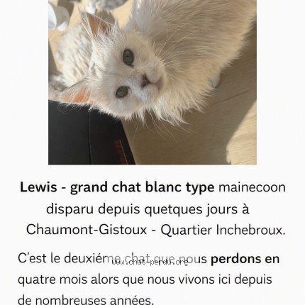 Foto van vermiste kat in Chaumont Gistoux