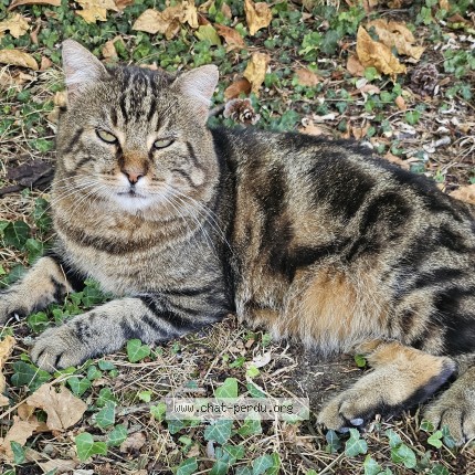 Picture of cat found at Le Vesinet