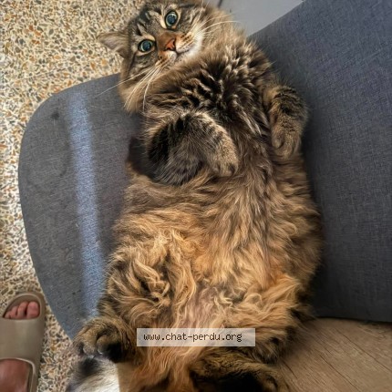 Foto einer wiedergefundenen Katze in Entrecasteaux