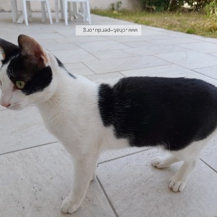 Photo of a cat found in Pleneuf Val Andre 22
