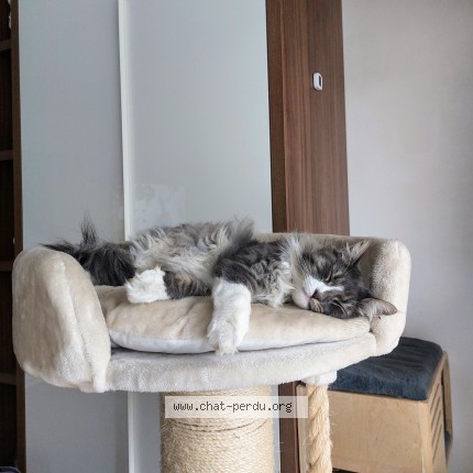 Foto 1/1 Gabin Kat vermist in Molenbeek Saint Jean