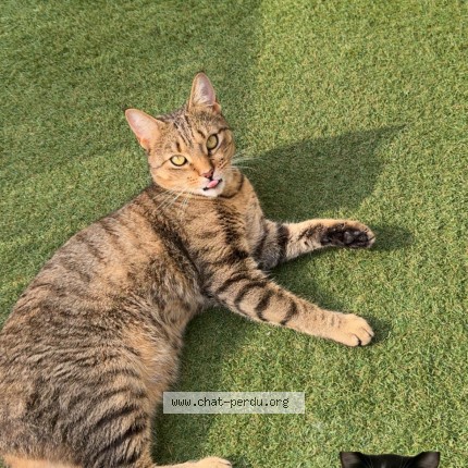 Foto einer wiedergefundenen Katze in La Force