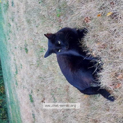 Foto 1/1 Nera Kat vermist in Grez Doiceau