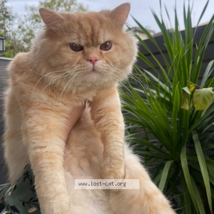 Photo 1/1 kuku Cat lost in Islamabad