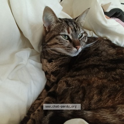 Photo of a cat found in Jurancon