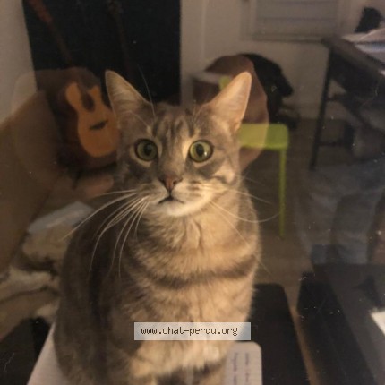 Foto einer wiedergefundenen Katze in Chantepie