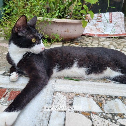 Photo 1/1 Shifu Cat lost in Mumbai