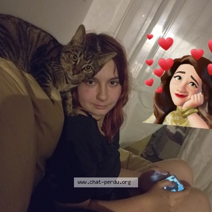 Photo of a cat found in Perigny