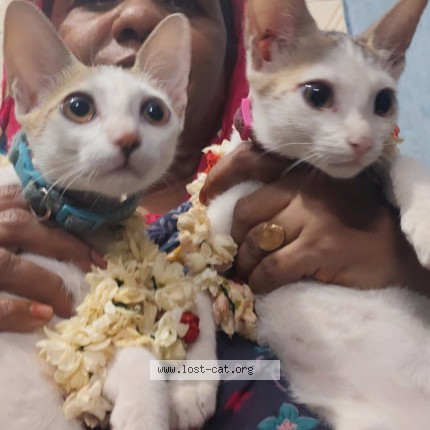 Photo 1/3 Minnu Cat lost in Namakkal