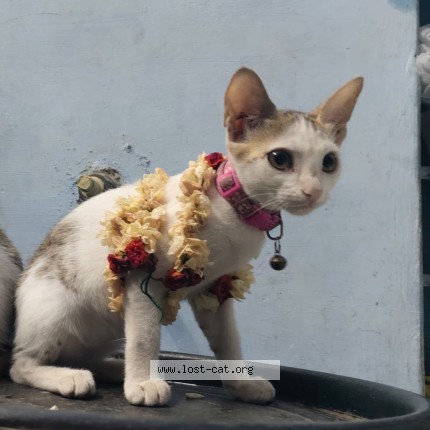 Photo 2/3 Minnu Cat lost in Namakkal