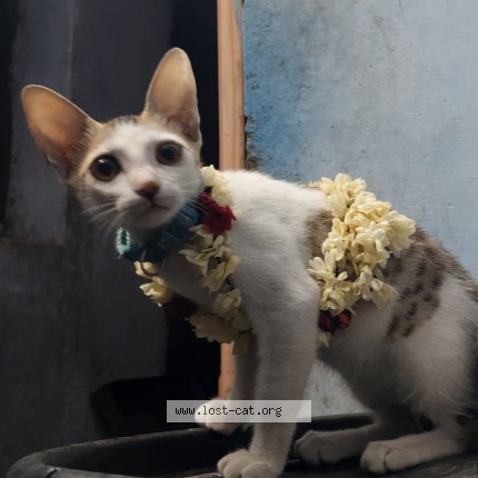 Photo 3/3 Minnu Cat lost in Namakkal