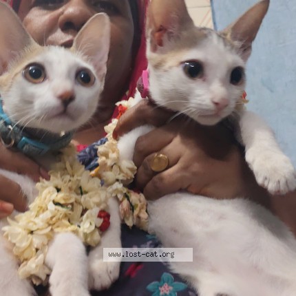 Photo 1/1 blue rose Cat lost in Namakkal