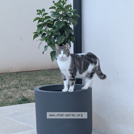 Photo of a cat found in Bauvin