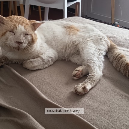 Photo of a cat found in Tonneins