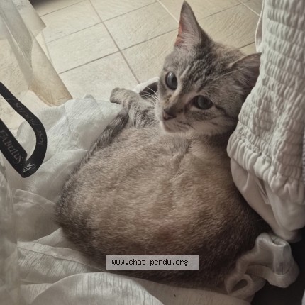 Foto 1/1 Chelsea Demoulin Kat vermist in Rendeux